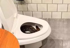 Dev piton klozetten çıktı! Banyoya giren kadın 2,5 metreyle karşılaştı