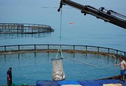 Samsun'da Türk somonu hasadı başladı! Başta Çin ve Rusya olmak üzere birçok ülkeye satılıyor