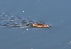 Çin'den gelip Diyarbakır'ı istila ettiler! Bilim insanları bir çare bulmak için toplandılar