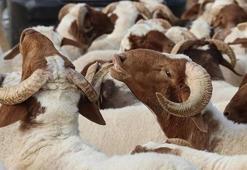 Kurban Bayramı 2025: Bu yıl bayram hangi güne denk geliyor? Kurban bayramı birinci gün ne zaman?