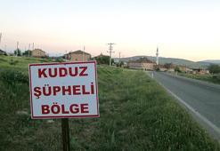 Hatay'da kuduz alarmı! 4 mahalle karantina altına alındı