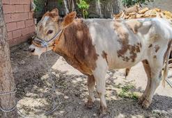 Diyarbakır'da sıra dışı olay! 3 aylıkken kaybolan buzağı 9 ay sonra bulundu