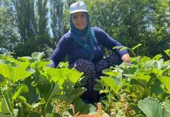 Rekolte yüzde 25 azaldı! Kilosu 90 lira ama bu meyvenin aroması bambaşka