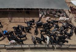 Adana'da kurbanlık fiyatları belli oldu! Bayram öncesi pazarlar canlandı