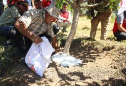 Her ağaç 20 bin TL gelir getiriyor! Muğla'da zamanı geldi: Yılda 3 kez hasat yapılıyor