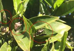 Bursa’nın Karacabey ilçesinin 2 mahallesini kahverengi kokarca böceği istila etti! kiraz, erik ve dut ağaçları zarar gördü
