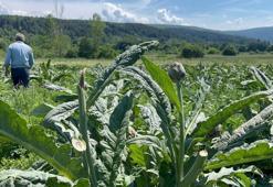 Hırsızlar bir gecede hasat etti! Lezzetini dünya biliyor: Tanesi 60 liradan yüzlercesini götürdüler