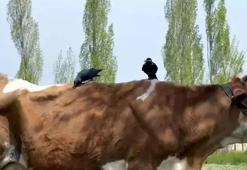 İneğin tüyünü koparıp yuva yaptılar! Cüce kargalar evin bacasını böyle işgal etti