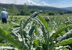 Sabah uyanınca inanamadı! Dünyaca tanınıyor, 1 yılda binlerce yetiştirdi, bir tane bile kalmadı