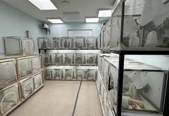 Samsun'da 750 bin adet üretilecek! Biyolojik savaşta merkez olacak