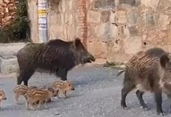 Kuşadası'nı  domuzlar istila etti! Besleyenlere ceza geliyor