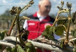 Böylesi 30 yıldır görülmedi! 65 ili zirai don vurdu: En büyük zarar Manisa'da! En çok o ürün etkilendi, fiyatlar katlanacak