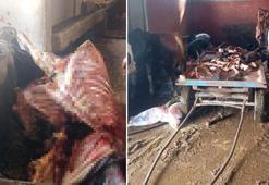 Adana'da mide bulandıran görüntü! Ekipler bastı, skandal patladı