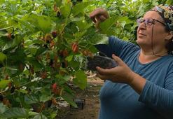 Mersin'de ilk hasat başladı! Yurt dışına tonlarca satılıyor, kilosu 190 TL