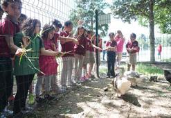 Okul müdürü sınırları yıktı okulda bir ilke imza attı! Öğrenciler hayatlarında ilk defa tavuk gördü, doğal yumurta ile tanıştı