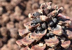 Aydın Çam Fıstığı, Avrupa Birliği tesciliyle taçlandı