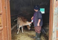 Samsunlu kadın hayalini Kovid-19 sayesinde gerçekleştirdi! 3 buzağı ile başladı