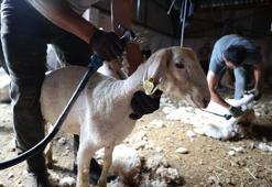 Bayram tıraşı oldular! Görücüye çıkıp yeni sahiplerini bulacaklar