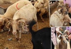 Kurban pazarında şaşkına çeviren görüntü! Dört boynuzlu koçlar görenlerin dikkatini çekiyor