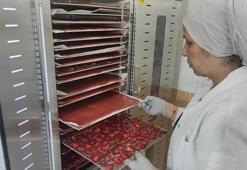 Batmanlılar artık çilekten daha çok para kazanacak! Sason'un çileği bölgeye istihdam kapısı oldu