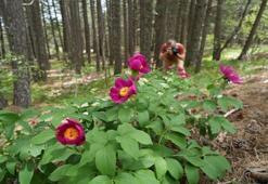 Balıkesir'de bu çiçeği koparana 557 bin TL ceza kesiliyor