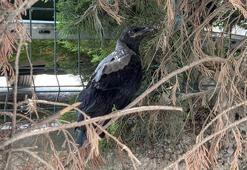 Zekalarıyla şaşırttılar! Alçaktan uçarak ses çıkarıyorlardı: Çok sayıda karga yaralı arkadaşlarının yerini böyle gösterdi