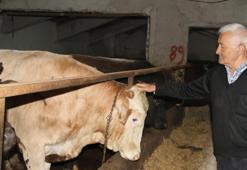 Kurban Bayramı heyecanı vatandaşları sardı! Başkentliler uygun fiyatlı kurbanlık alımında bu ile gidiyor