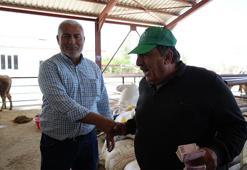 Erzincan’da Kurban Bayramı hareketliliği başladı: Hayvan pazarı sıkı pazarlıklara sahne oldu