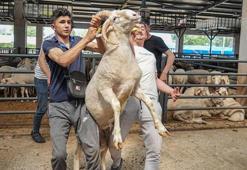 Bursa'da kurban pazarına giren ona bakıyor! Bu özelliği hiçbir hayvanda yok