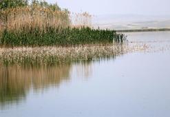 Prof. Dr. Erişmiş'ten korkutan açıklama: Sazlıklar yakılırsa çıkan metan gazı öldürebilir