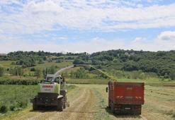 Kocaeli'de süt otu mesaisi! İlk hasat başladı