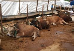 Bayram başlamadan kurbanlık bitti! Türkiye'de bir tek orada kurban kalmadı