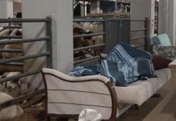 Kurbanlıklarla sabahı ediyorlar: Bursa'da koyunlarla koyun koyuna nöbet tutuluyor