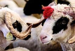 Kurban bayramının önemini anlatan ayet ve hadisler! İslam'da kurban ibadetinin fazileti ve önemi