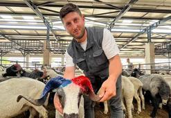 Bursa kurban pazarı Trabzonsporlu koçlarla renklendi! Bordo-mavi renklere boyanan boynuzlar ilgi çekti