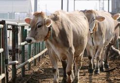 Samsun'da 38 üretici kazandı! Proje sonuçları belli oldu