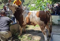 Bahçelievler'de mahsur kalan boğa itfaiye ekipleri tarafından kurtarıldı