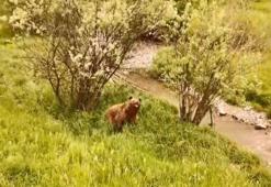 Kars'ta doğa yürüyüşü yapanlar inanamadı! Boz ayı havadan görüntülendi