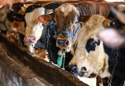 Aldığı kurbanlık ayıplı çıkana manevi tazminat yolu göründü