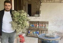 Dağlarda kendiliğinden yetişiyor! Yıllarca toplanmadı, hasat başladı, tek damlası yetiyor