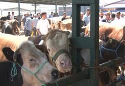 Satılamayan kurbanlıklar i&#231;in yeni karar! Bakan Yumaklı a&#231;ıkladı