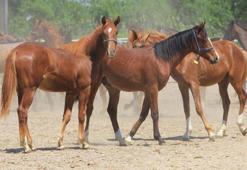 Bursa'da özel olarak yetişiyor! Duyanlar inanmıyor, spermi 250 bin lira, kapış kapış gidiyor