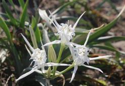 Nesli tükenme tehlikesi altındaydı! Samsun sahillerinde görülmeye başlandı! Koparmanın cezası bir servet değerinde