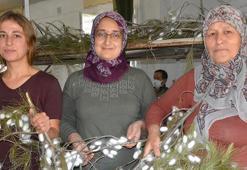 Anne ve kızı internetten öğrenip yapmaya başladı! Hasat başladı, kilolarca üretiyor, 2 bin liradan satışa çıktı