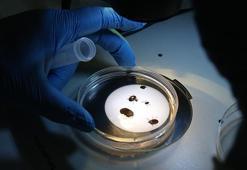 Türkiye'de alarm verildi! Yeni bir tür keşfedildi: Çok riskli, 30'dan fazla hastalık taşıyor