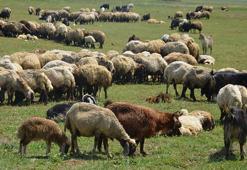 Havalar ısındı, Muş'ta yayla mesaisi başladı :Besiciler yüksek rakımlarda konaklamaya başladı