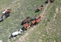 Doğaseverlerin gözdesi yılkı atları havadan görüntülendi
