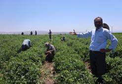 İlk hasat bayramdan sonra başlıyor! Toplamak büyük zahmet, günlük 800 lira bedeli var