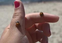 Saros'ta tatilciler ilk kez karşılaştı! Plajda kimsenin peşini bırakmıyor