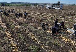 Adana'da hasat devam ederken haber geldi! Fiyatlar yarı yarıya düştü, tüketicinin yüzü gülecek